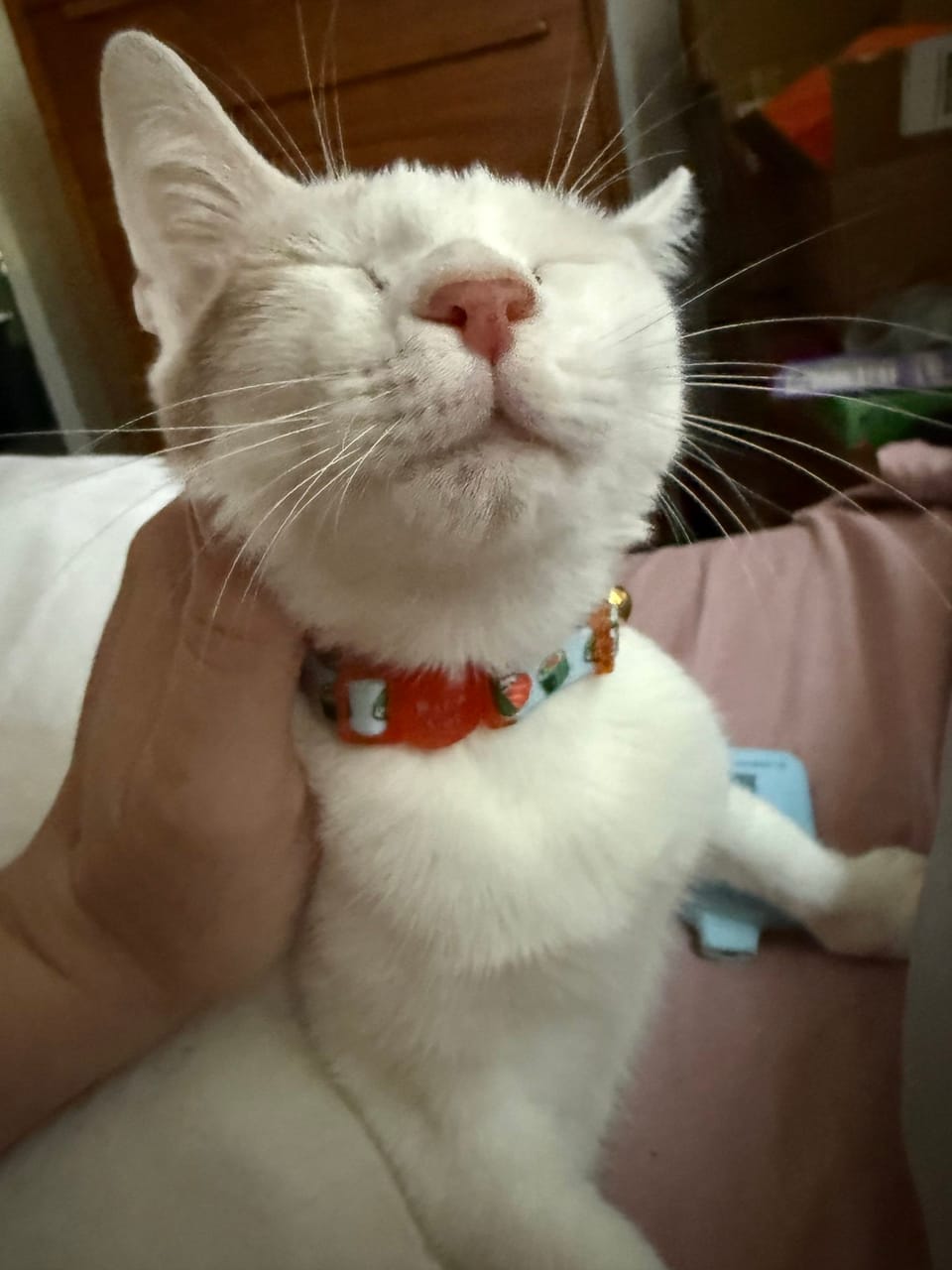 A Lexicon For A Cat